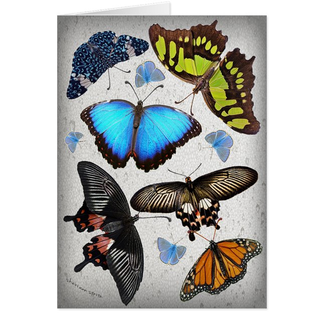 Cercle de papillon (Devant)