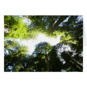 Cercle de séquoias à Redwood National Park