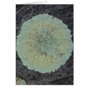 Cercle moussu de lichen