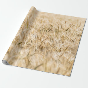 Cereals cornfield ripe agriculture wrapping paper