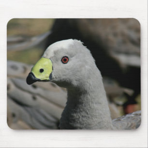 Cereopsis novaehollandiae or Cape Barren Goose Mouse Pad