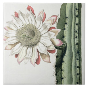 Cereus Erectus Altissimus Syrinamensis from 'Phyth Tile