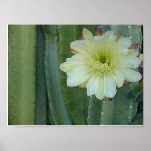 Cereus Fringe Poster