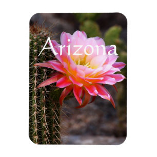 Cereus in pink, Arizona Magnet