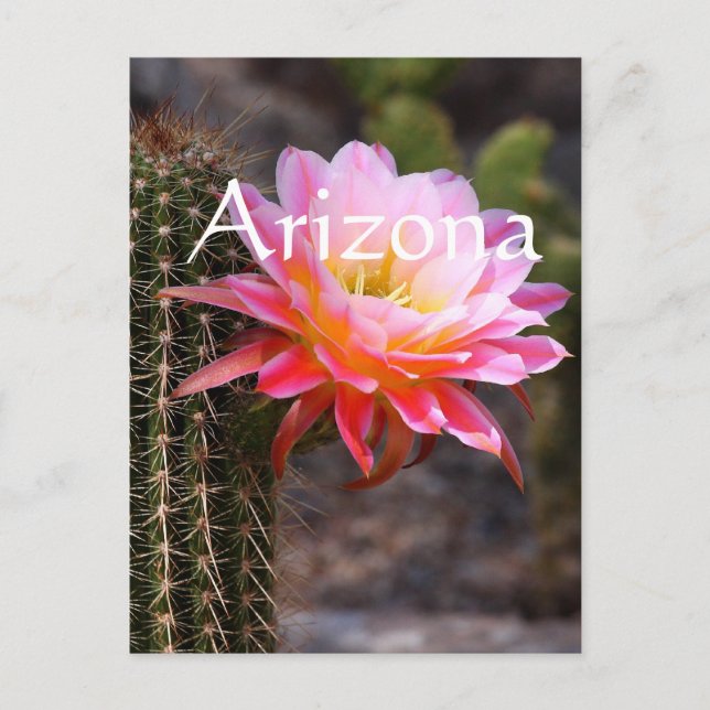 Cereus in pink cactus bloom, Arizona Postcard (Front)