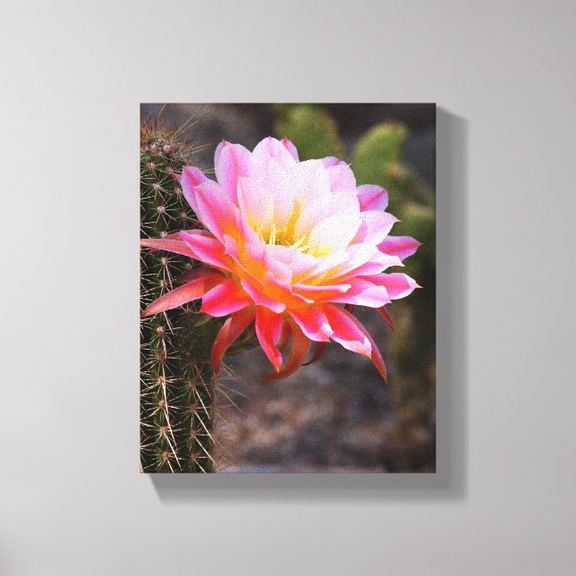 Cereus in pink cactus bloom canvas print (Front)