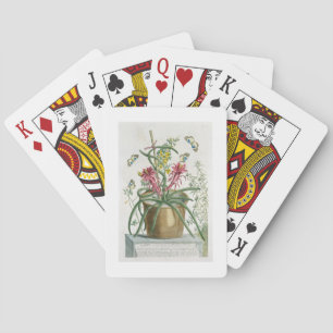 Cereus Minimus, c.1745 (coloured litho) Playing Cards