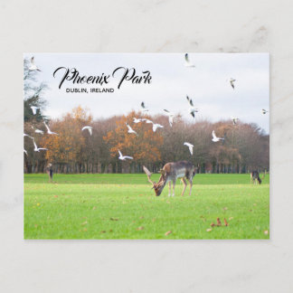 Cerf à Phoenix Park Dublin Carte postale