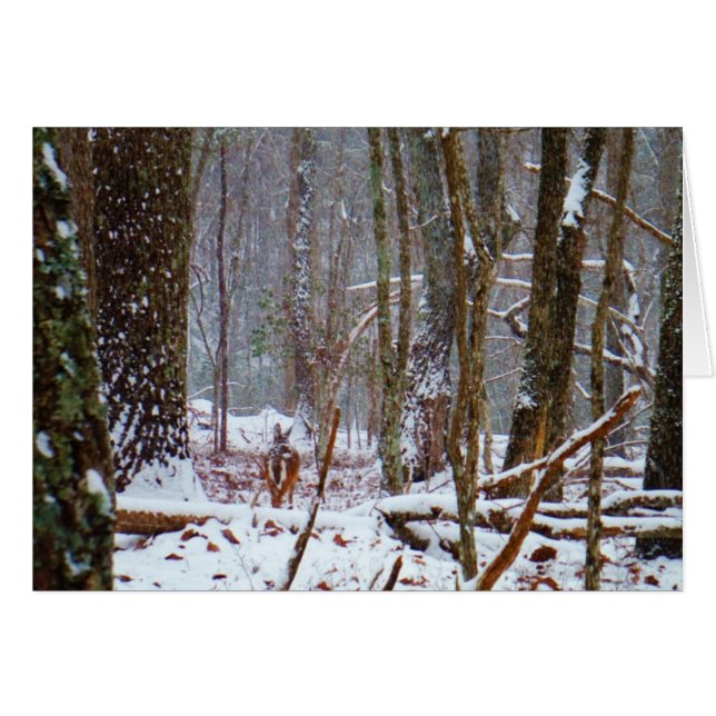 cerf à queue blanche dans la neige (Devant horizontal)