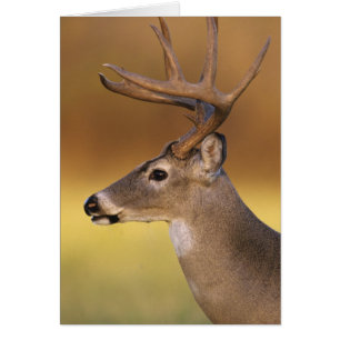 Cerf à queue blanche, Odocoileus virginianus,