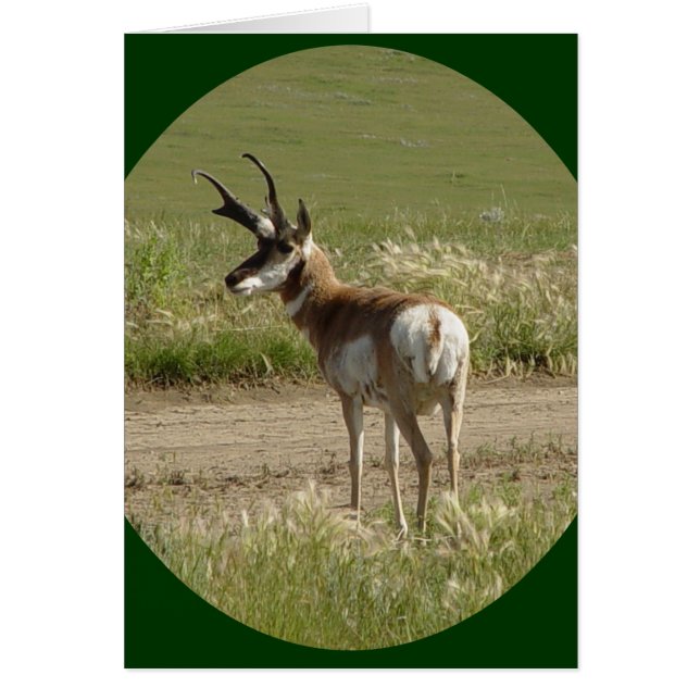 Cerf antilope A39 (Devant)