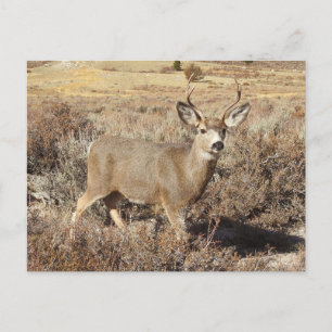Cerf, buck, faune, carte postale