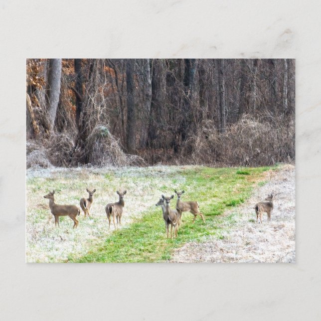 Cerf dans la carte postale Frost (Devant)