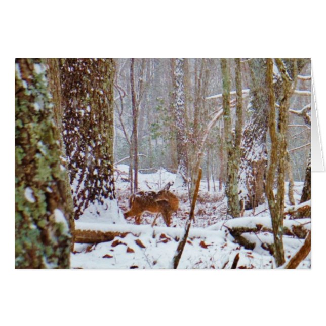Cerf dans la neige, lécher la jambe (Devant horizontal)