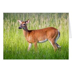 Cerf Dans L'Herbe Haute
