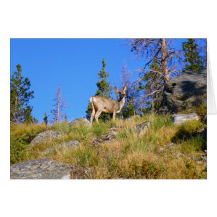 Cerf des Montagnes Rocheuses