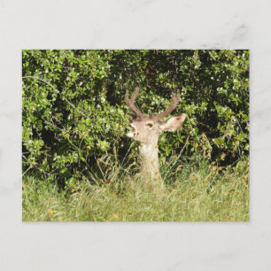 Cerf, dollar, faune, carte postale