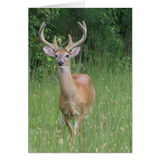 Cerf en Velvet