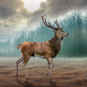 Cerf Lone Dans La Forêt Misty Carte De Voeux Pliée
