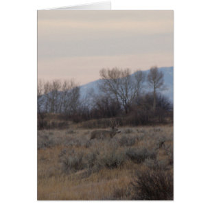 Cerf mulet D4 et collines de Sweet Grass