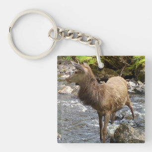 Cerf Rouge Jeune des Highlands Paisible et Doux