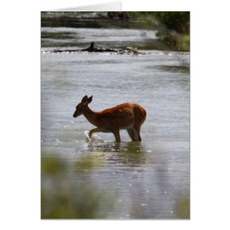 Cerfs communs
