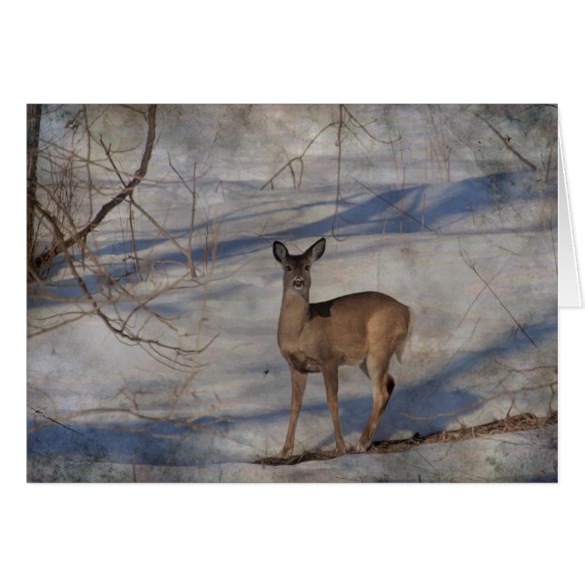 Cerfs communs dans la neige (Devant horizontal)