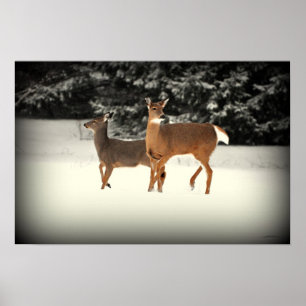 Cerfs communs en affiche de neige