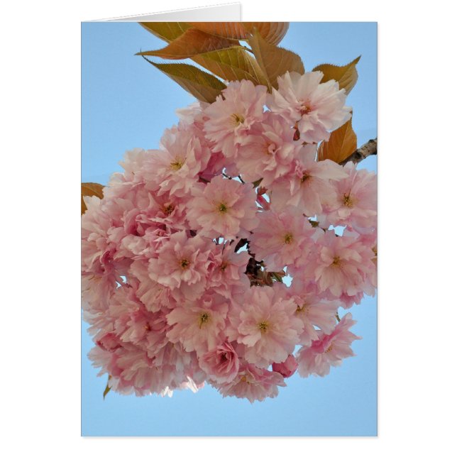 cerise en fleurs002 (Devant)