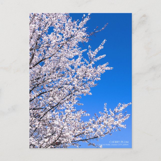 Cerise Plum : Carte postale (Devant)