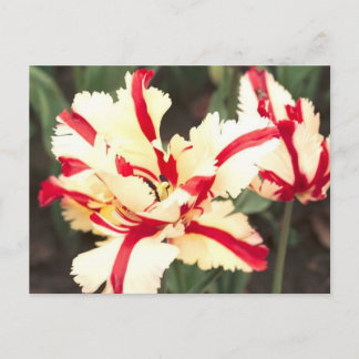 Cerise vanille ! Carte postale