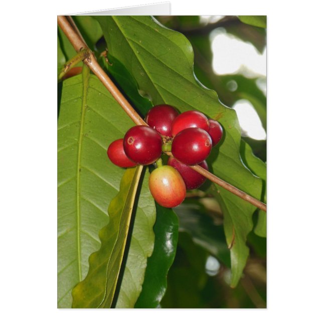 Cerises de café Hawaïen sauvage (Devant)
