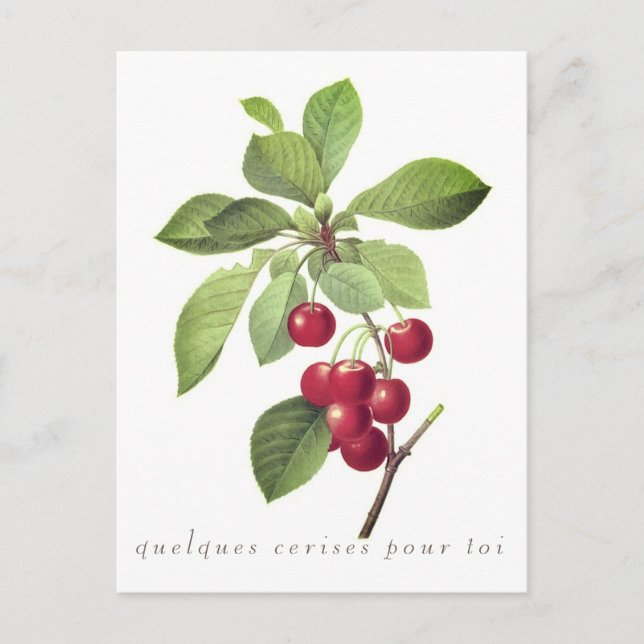 Cerises pour vous Carte postale (Devant)