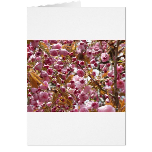 Cerisiers japonais (Devant)