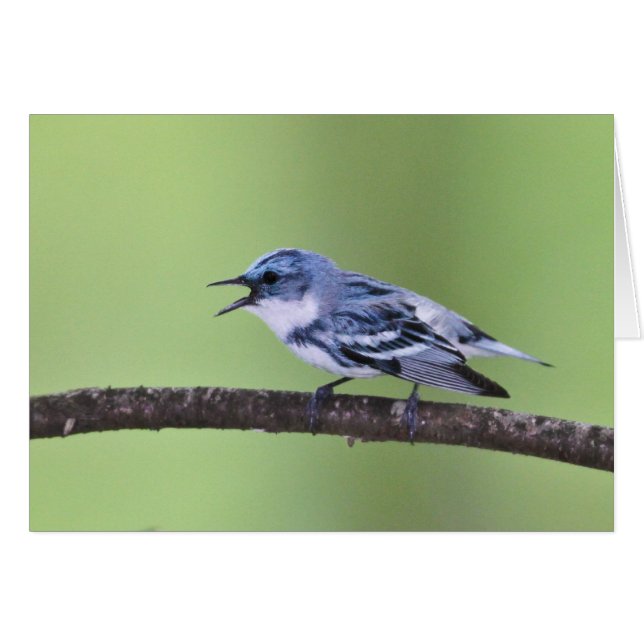 Cerulean Warbler (Front Horizontal)