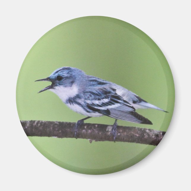 Cerulean Warbler Magnet (Front)