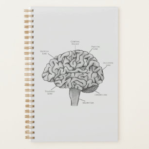 Cerveau Scientifique