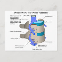 Cervical Vertebra of the Human Spinal Column