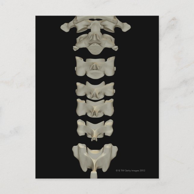 Cervical Vertebrae Postcard (Front)