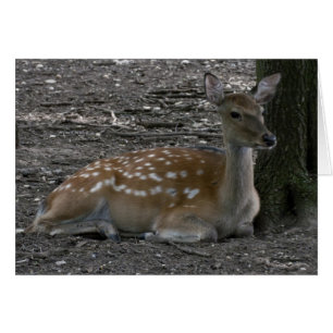 Cervus nippon