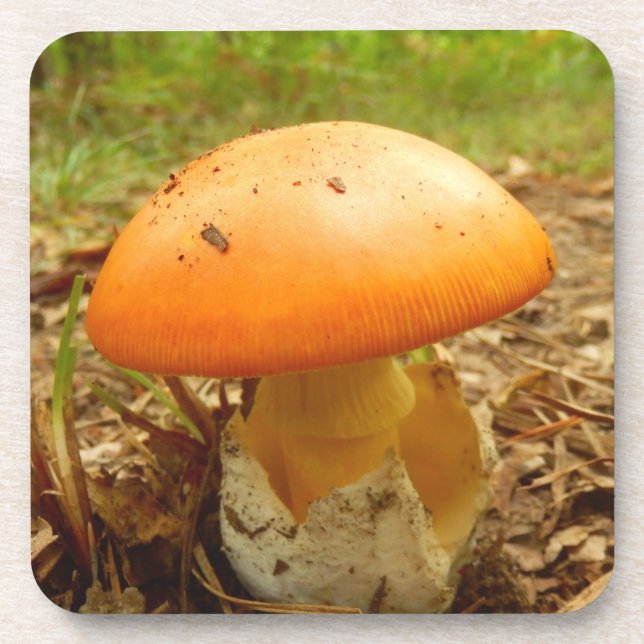 Césarée Amanita Champignons Dessous de verre en pl (Devant)