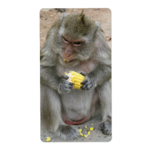 C'est à moi ! ! ... Singe Macaque thaïlandais sauv