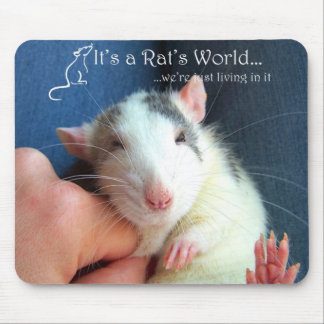C'est le tapis de souris du monde d'un rat