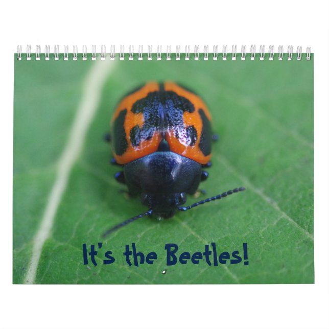 C'est les Beetles ! Calendrier d'injection (Protection)