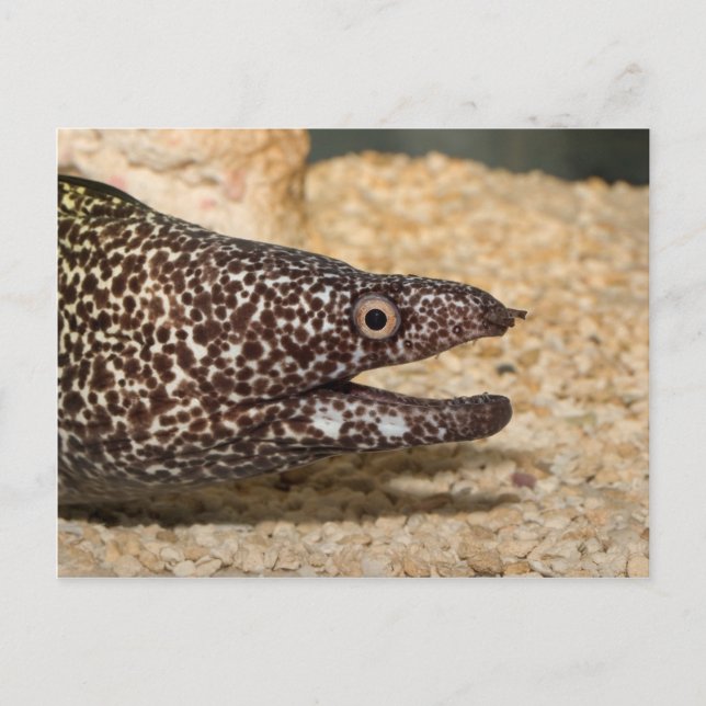 C'est un Moray ! Carte postale (Devant)
