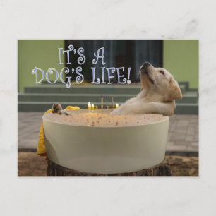 C'est une carte postale pour chiens