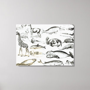 Cetacea Edentata Canvas Print