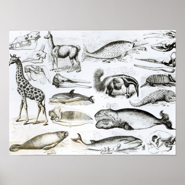 Cetacea Edentata Poster (Front)