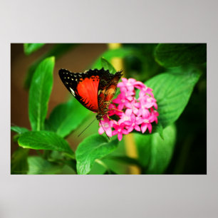 Cethosia biblis Print