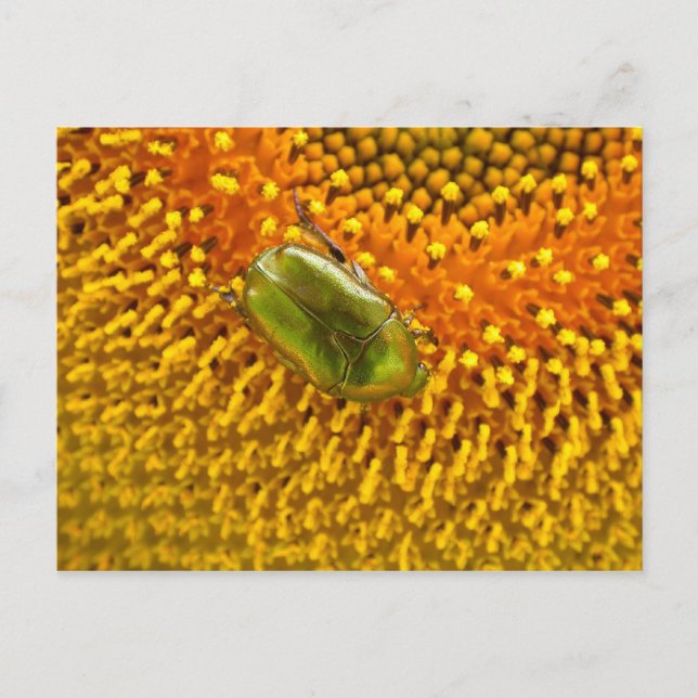 Cetonia aurata postcard (Front)